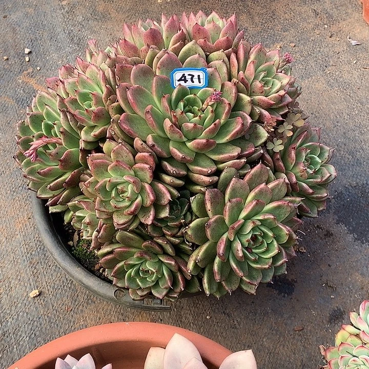 471水晶 一物一拍多肉