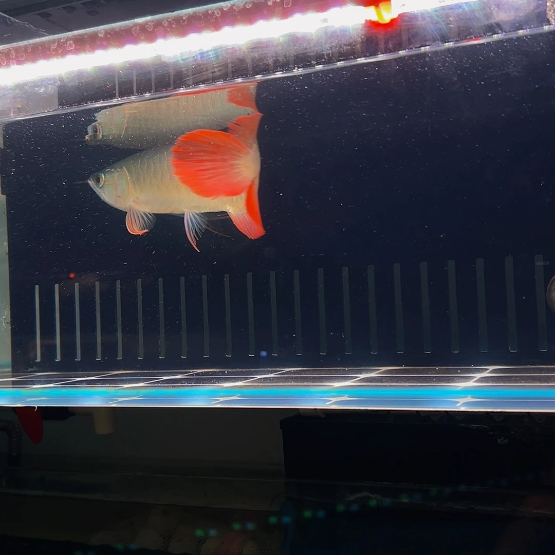 花***子海水鱼红龙热带鱼观赏鱼