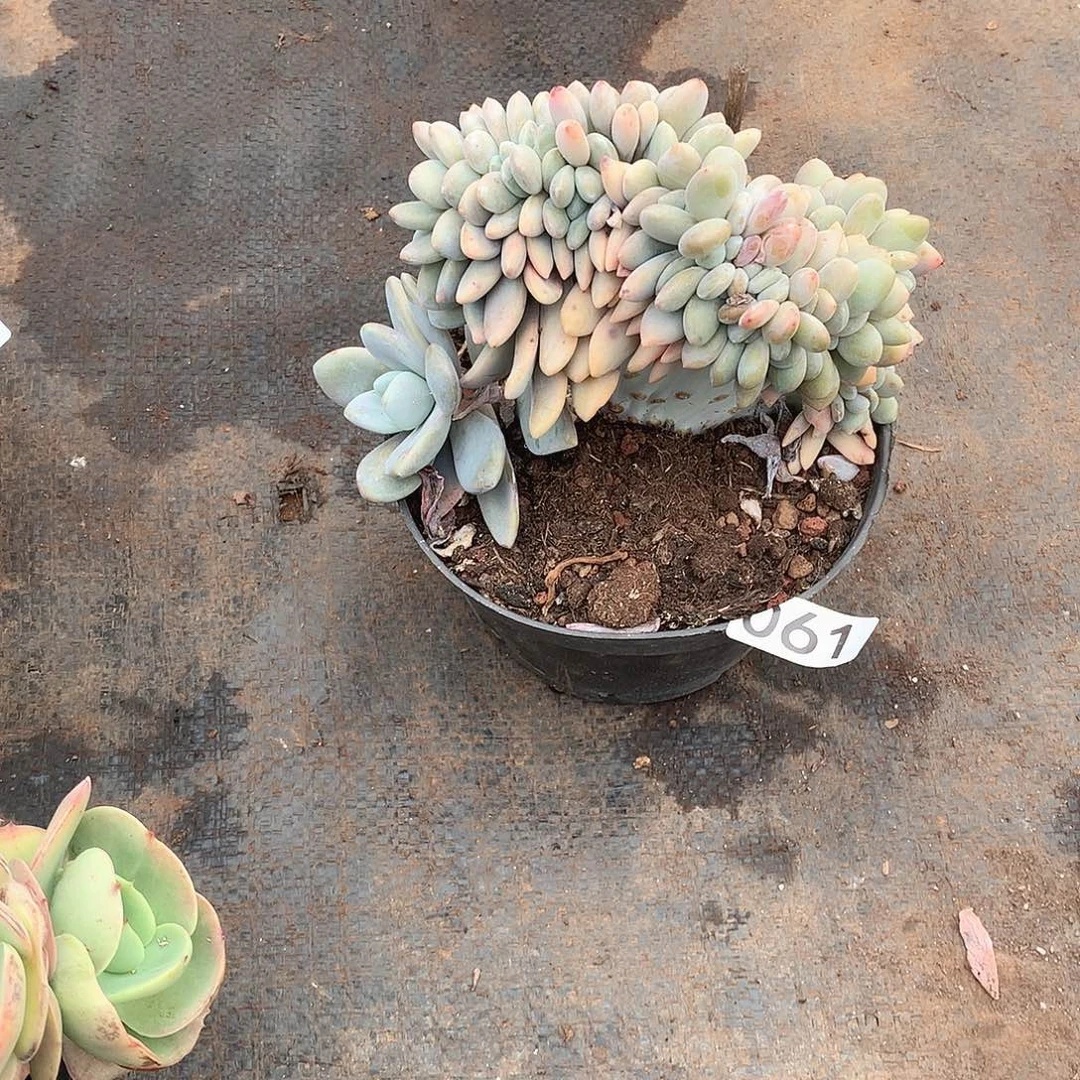 061粉兔 一物一拍多肉