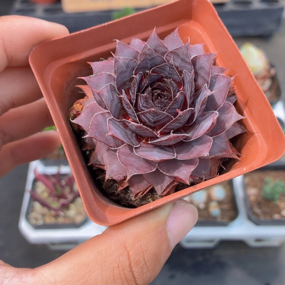 神须草多肉9.9包邮发货