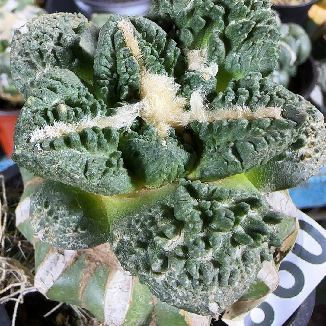 龟甲哥098仙人球开花