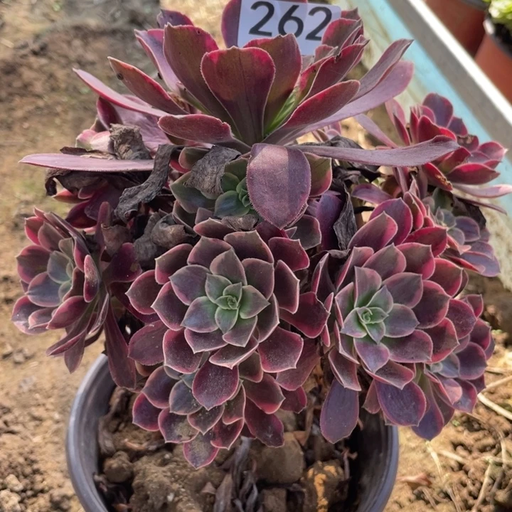 无花朵262多肉植物金丝雀