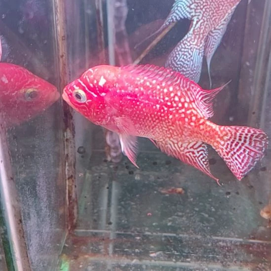 罗汉鱼2222222222222