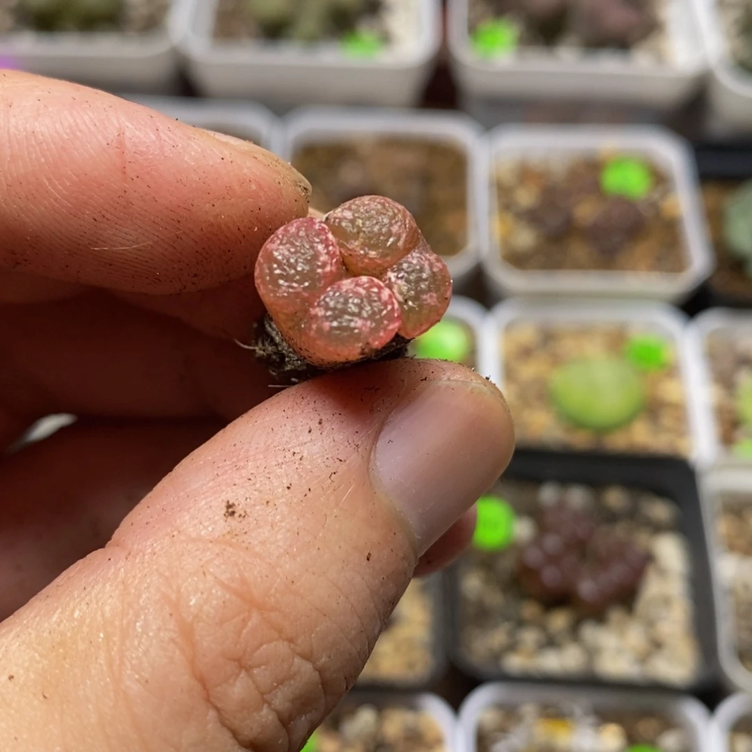 泡泡漂亮多肉植物