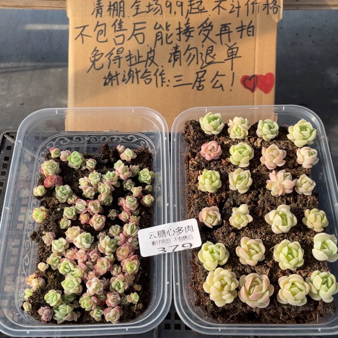云糖心多肉植物379