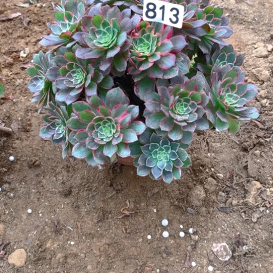 无花朵813的润泽植物万花筒