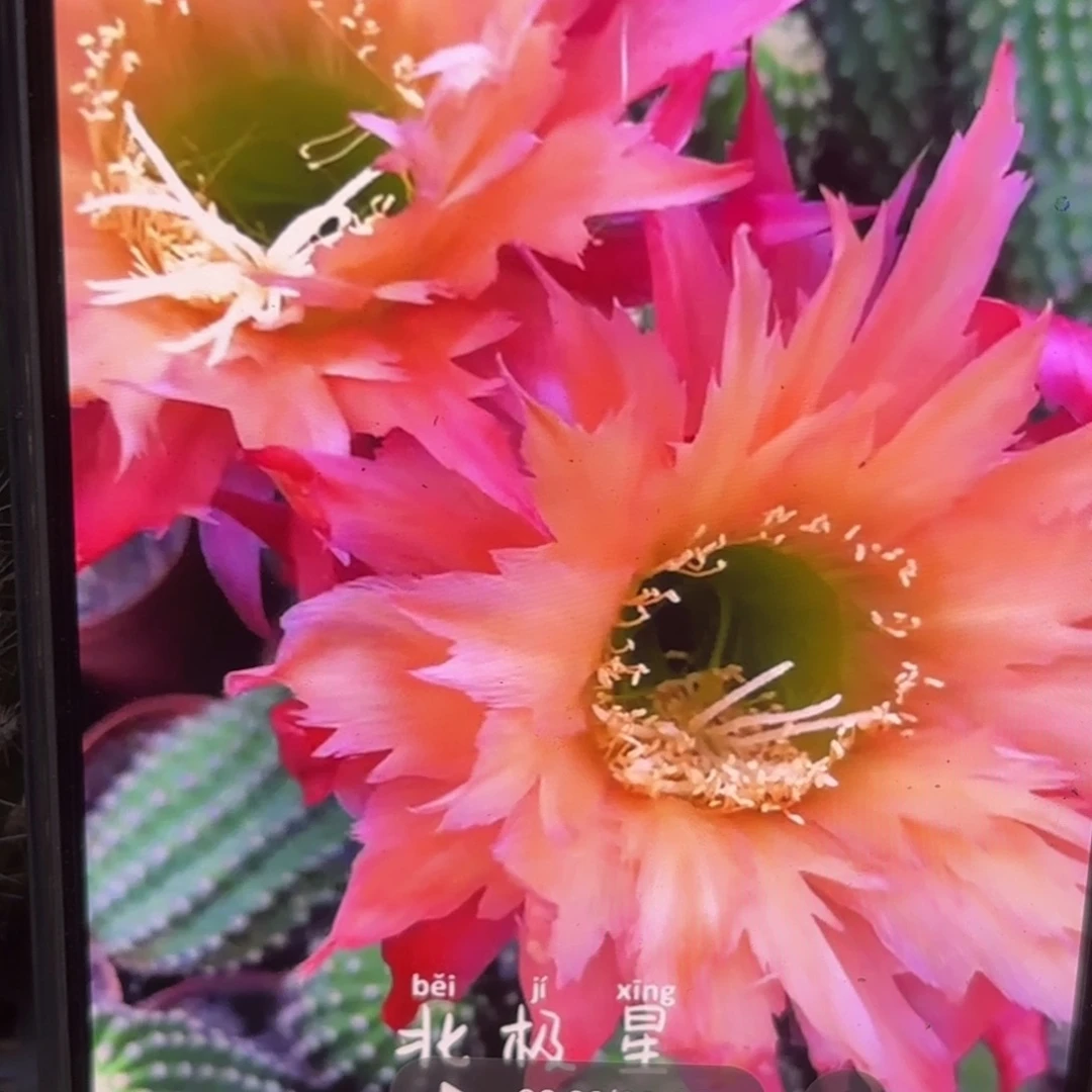 北极星5公分毛侧牙20包邮49