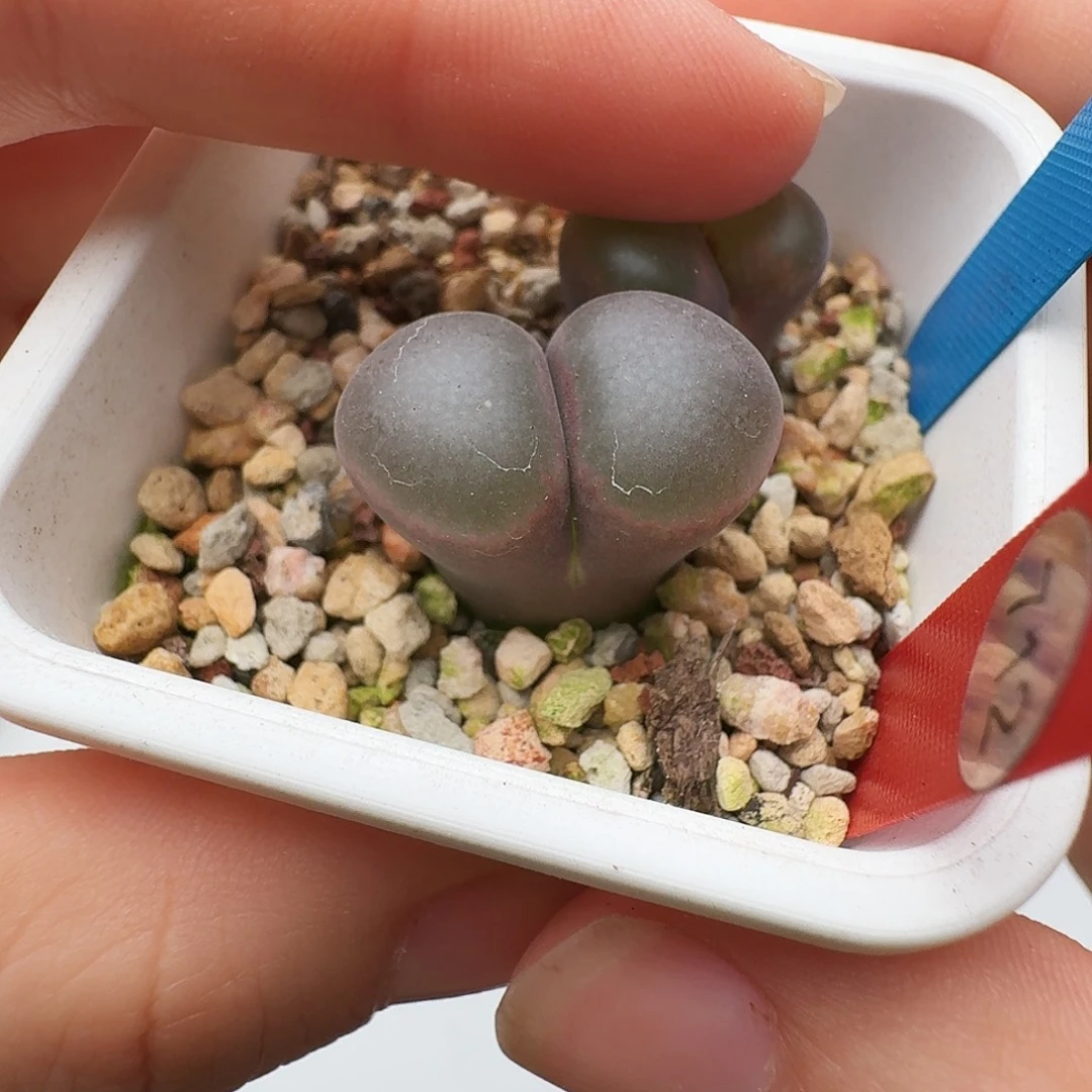 多肉植物福利风铃712