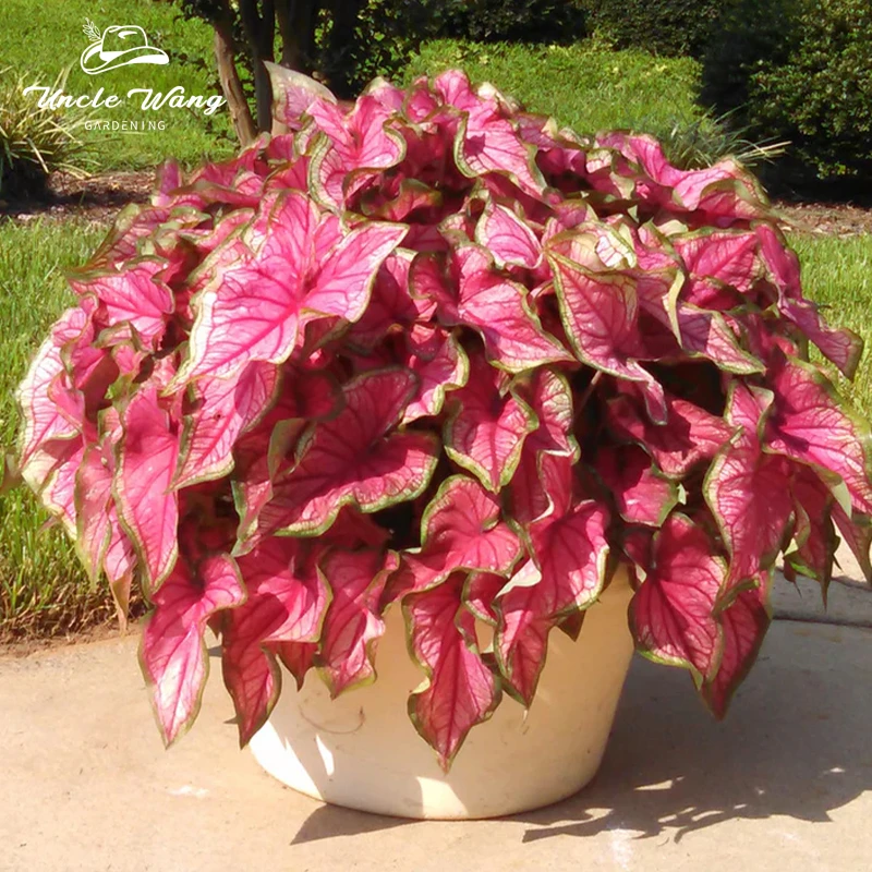 种花王大爷 彩叶芋 种球根观叶盆栽绿植粉色飞溅阳台室内网红植物