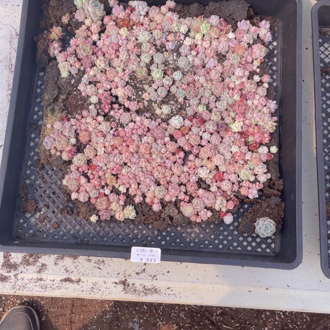 ！***！云糖心多肉植物330