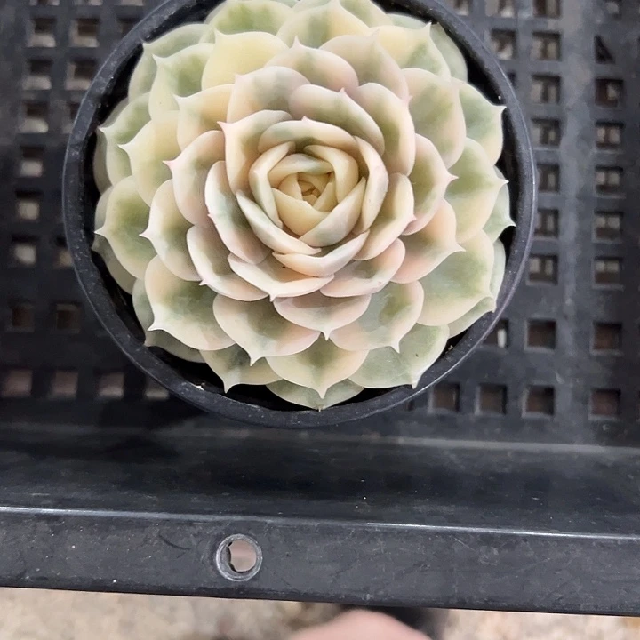 昂斯诺锦多肉植物