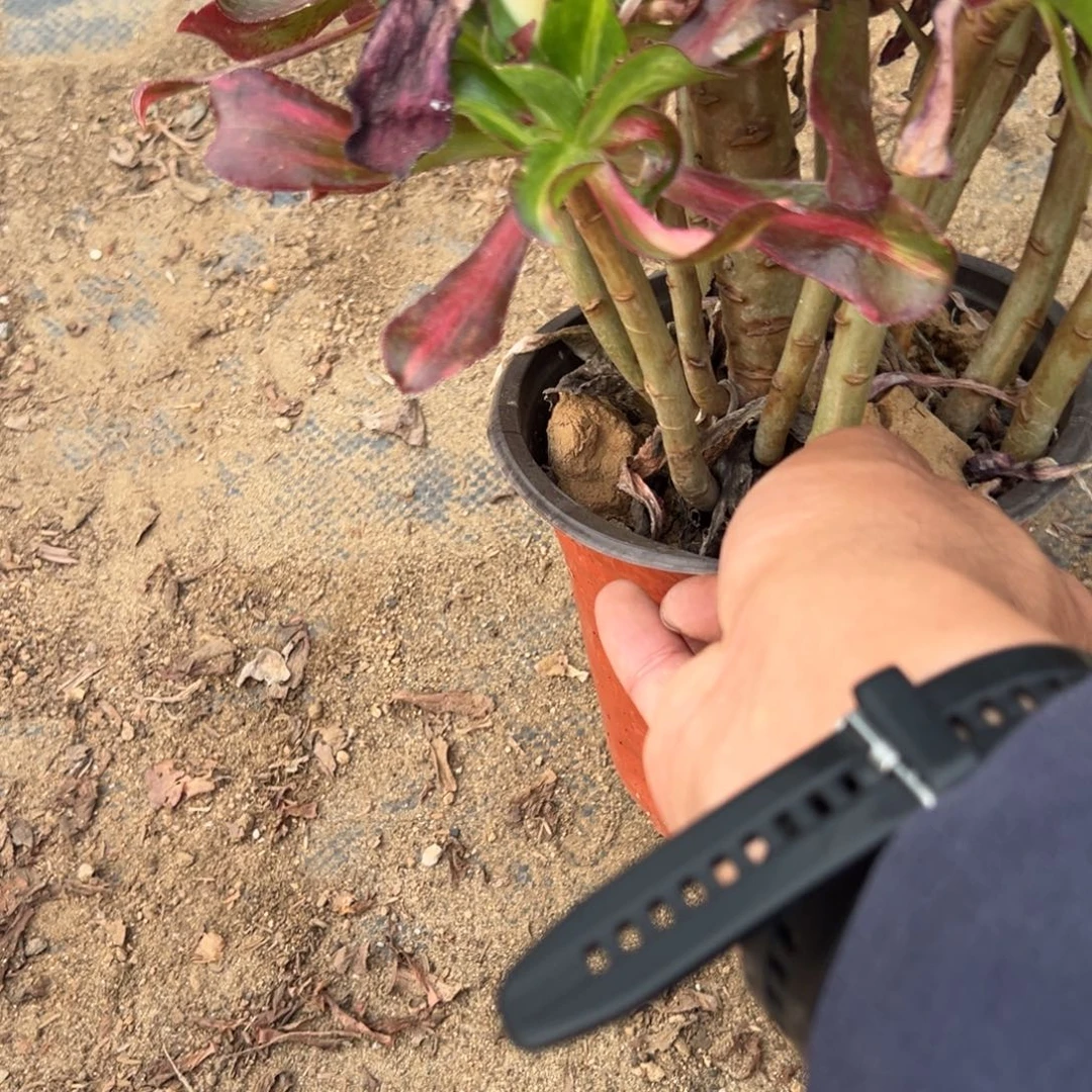 443魅影七彩多肉植物法师