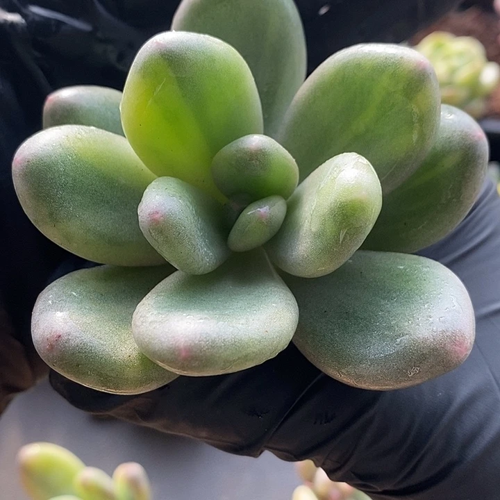 日本大叶奶无根多肉