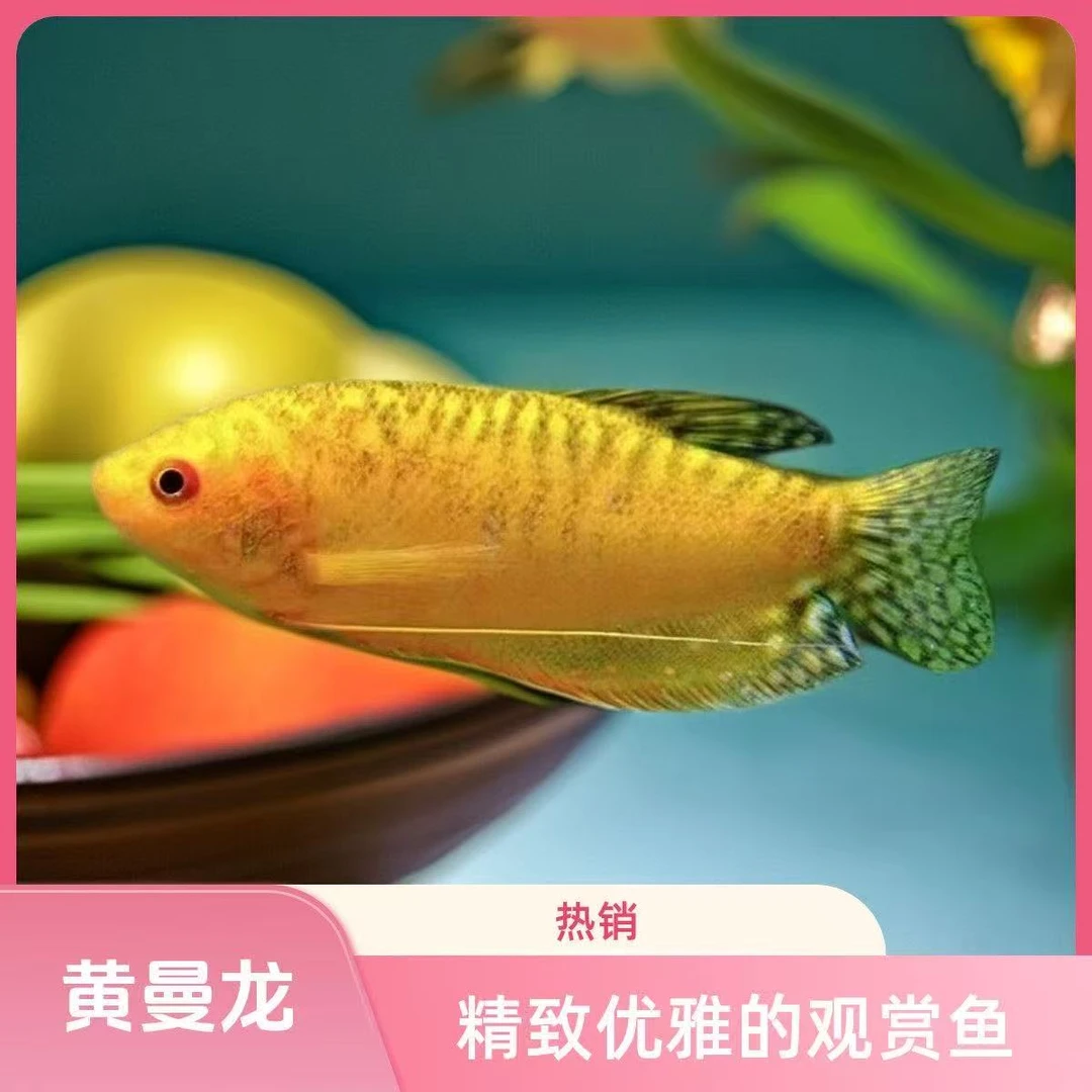 曼龙鱼观赏鱼好养耐活小型鱼热带鱼草缸群游鱼淡水无需打氧过滤