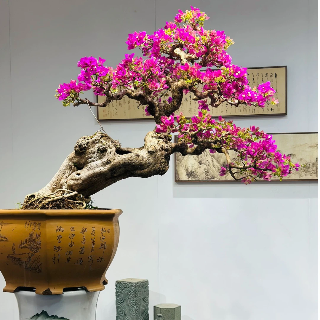 精品三角梅小叶紫造型盆景客厅阳台庭院盆景勤花高端老桩四季开花