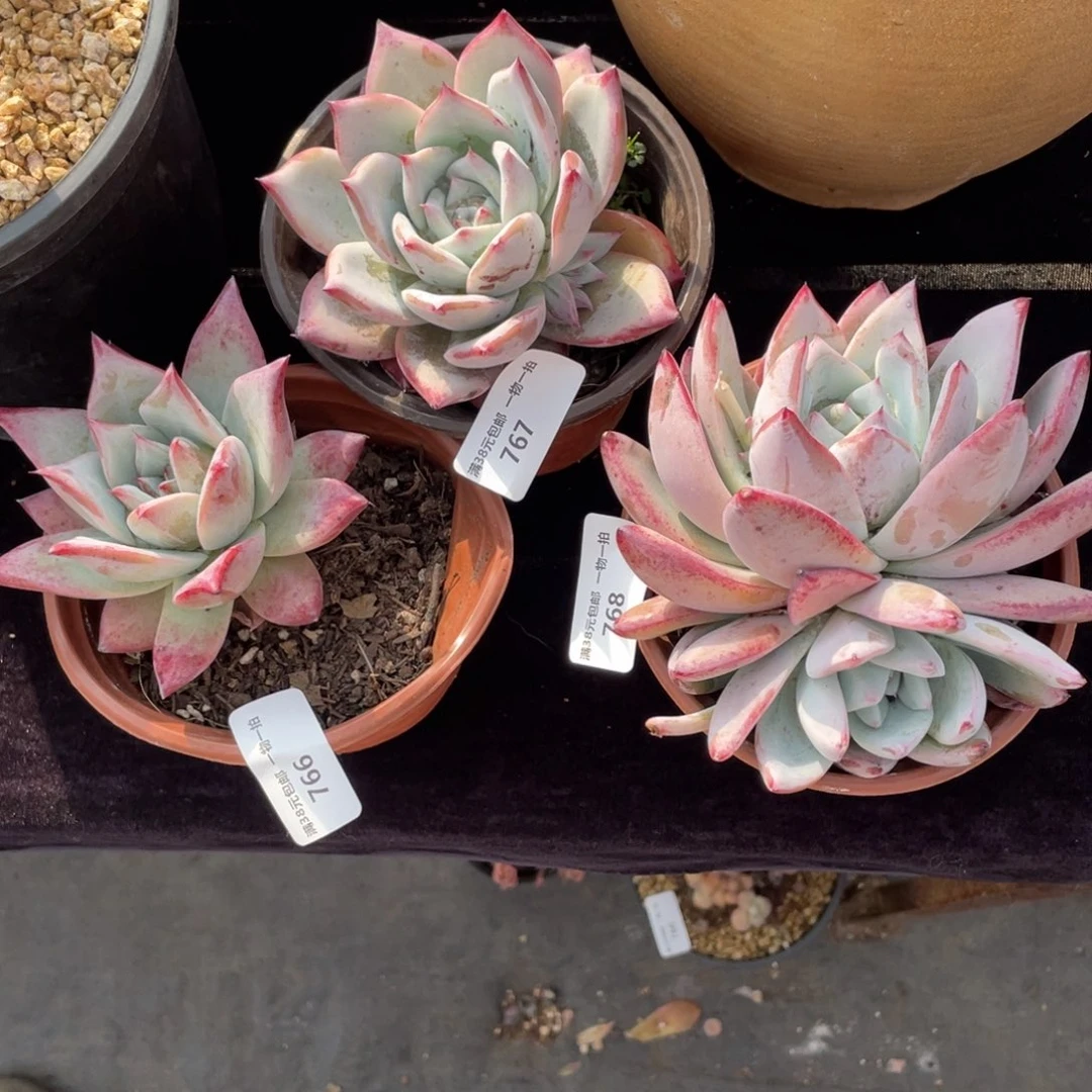 小**.766-67-68卡系多肉植物