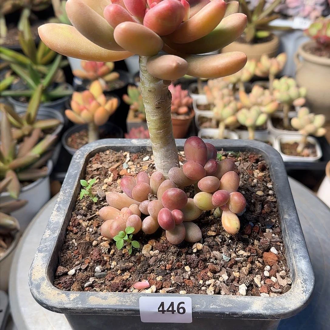 ?****e446号 一物一拍