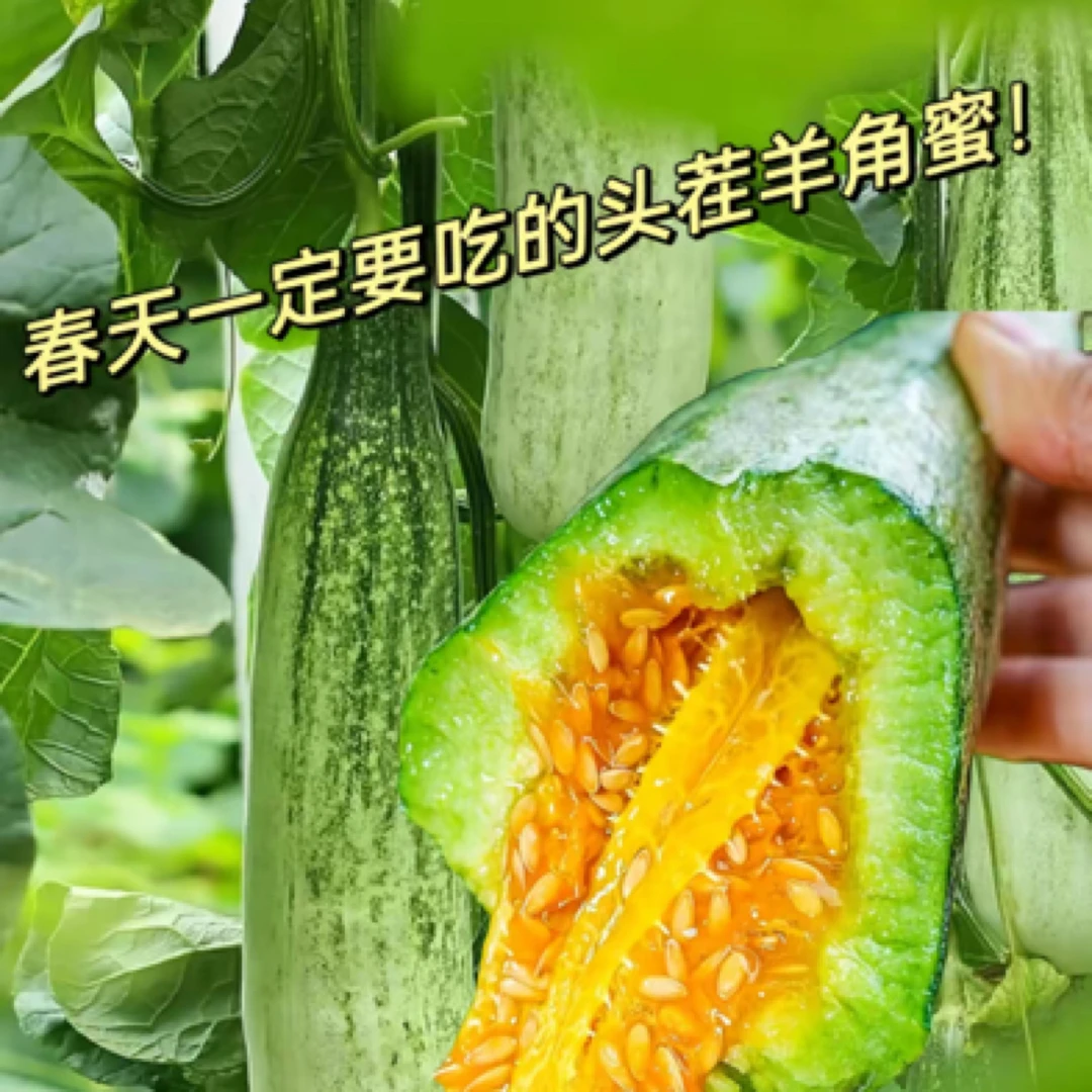 羊角蜜瓜 香甜可口 小件约2.5斤左右
