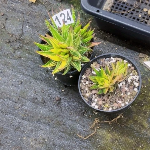 124硬叶锦一物一图如图