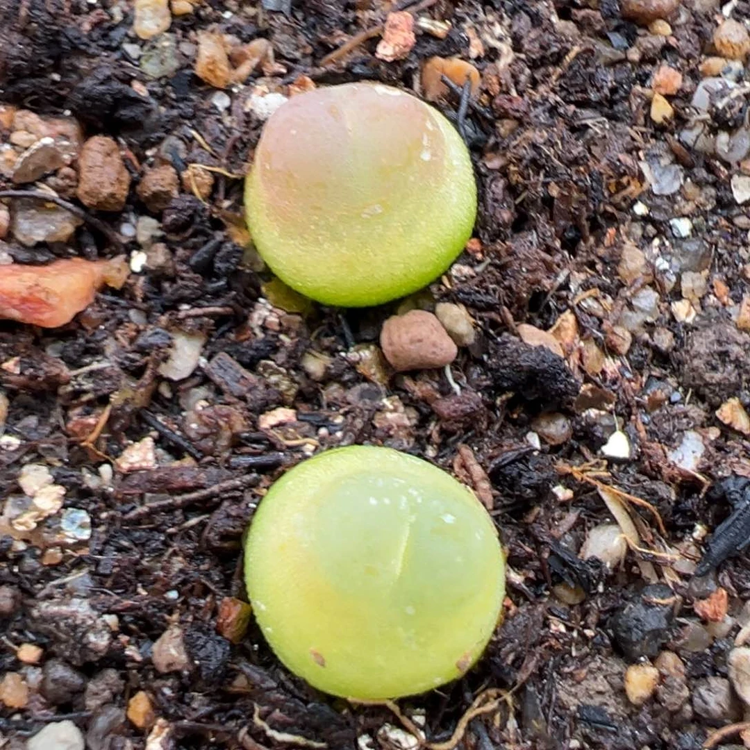 1.27好看的多肉896