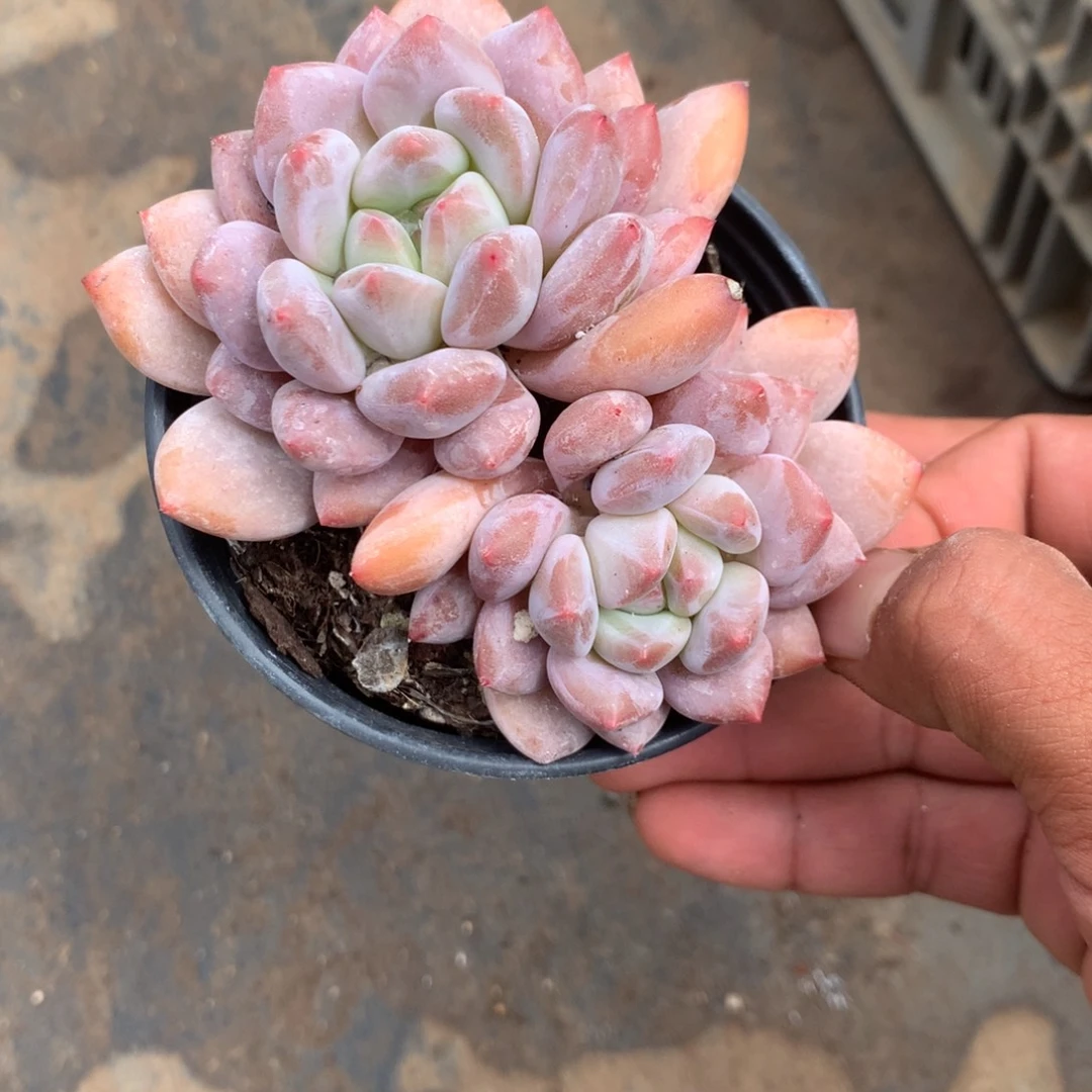 我不在这里干什么都不行吧