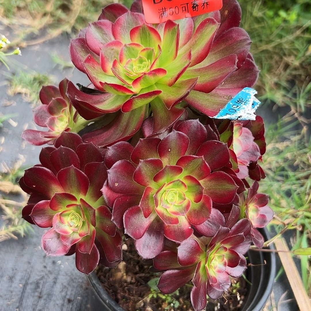 0263多肉植物荷南原叶