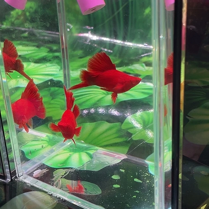 孔雀鱼精品高旗红箭球2对