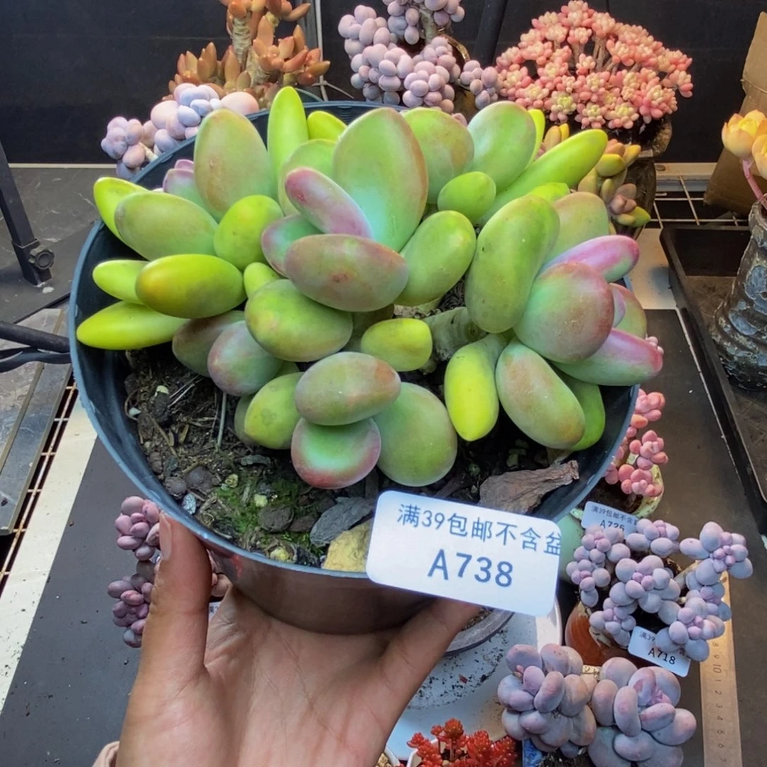 738芒果奶多肉11c m