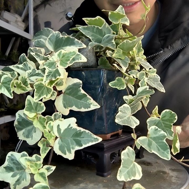 木*小盆景小植物一物一拍16