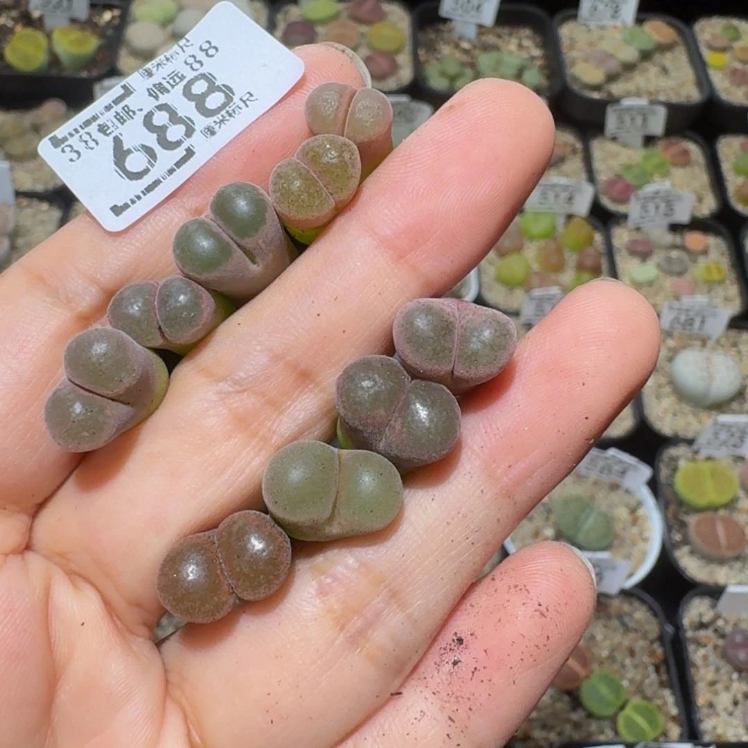 小***男Ssss精品生石花688