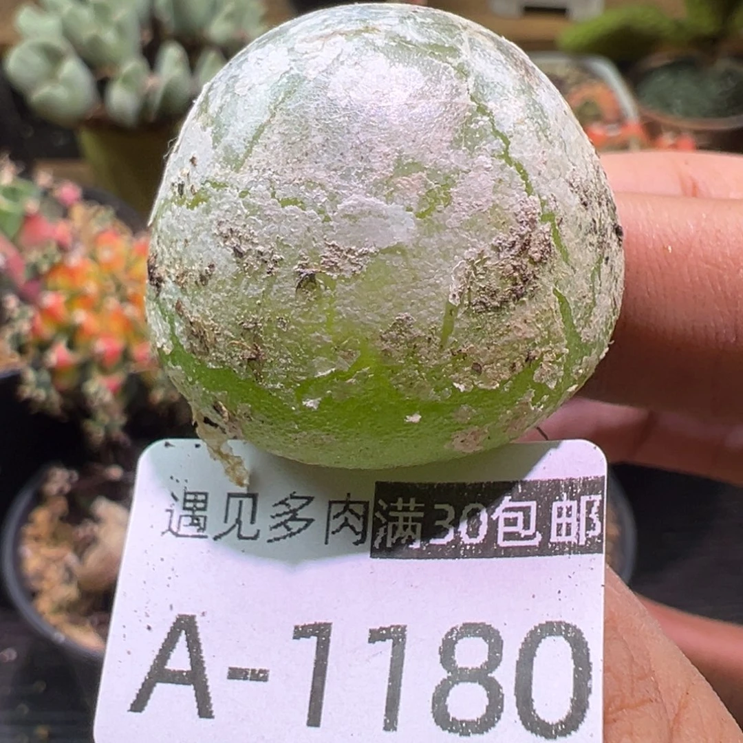 多肉植物1111111111