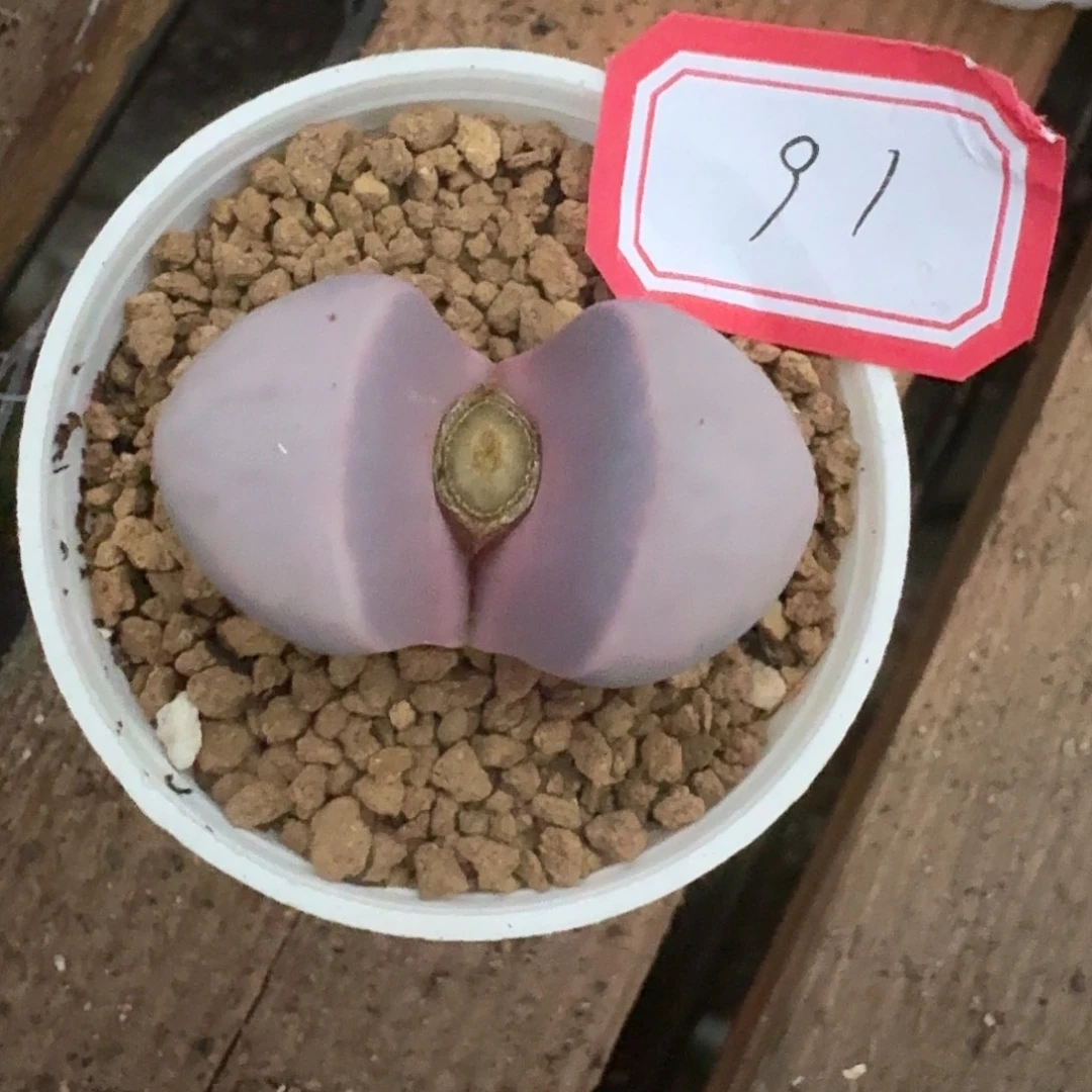 过***驹91多肉哈哈哈哈哈哈哈