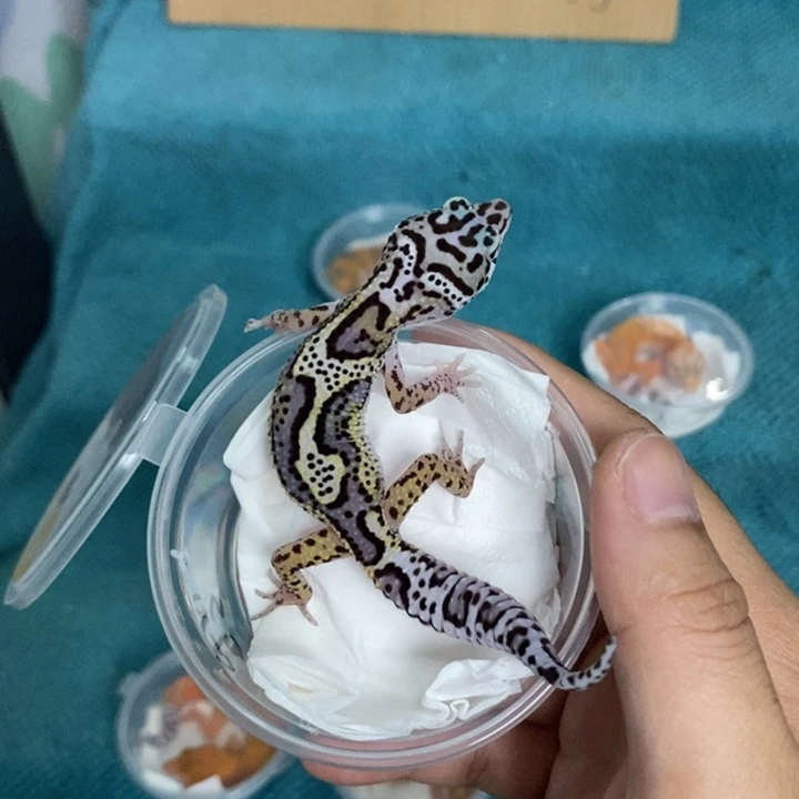 豹纹守宫雪花小亚成