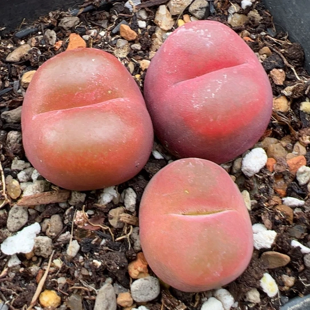 7.17好看的多肉脱土发货738