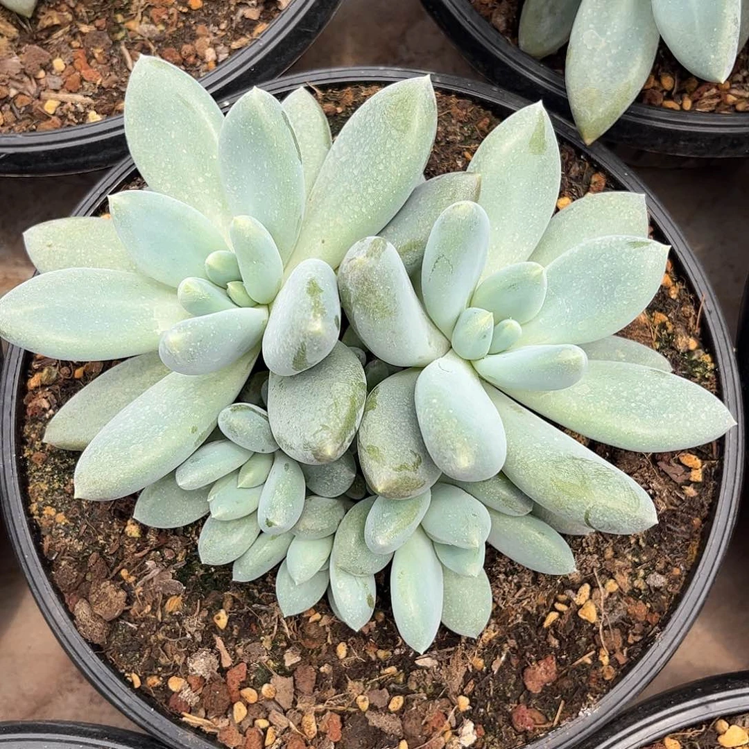 哥特萝莉多肉植物链接