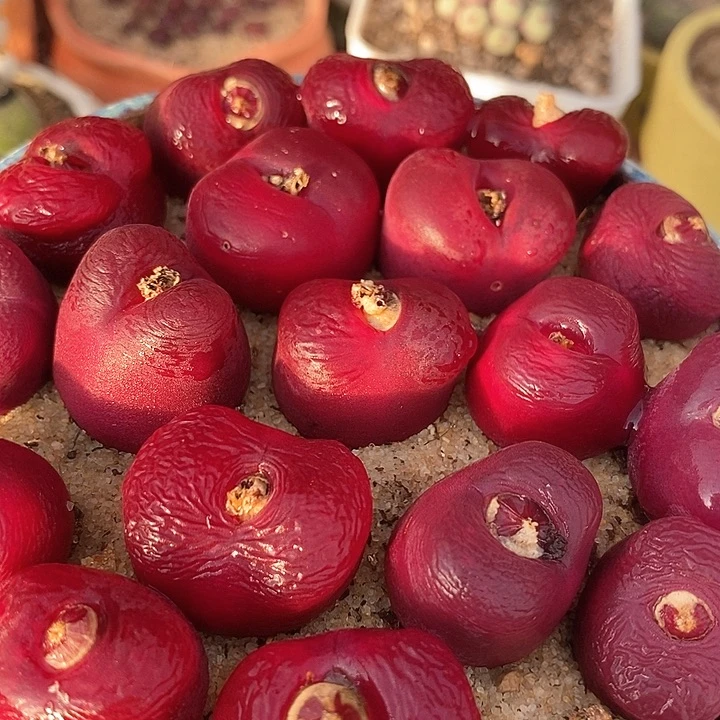 韩版蟠桃一颗   买2送1