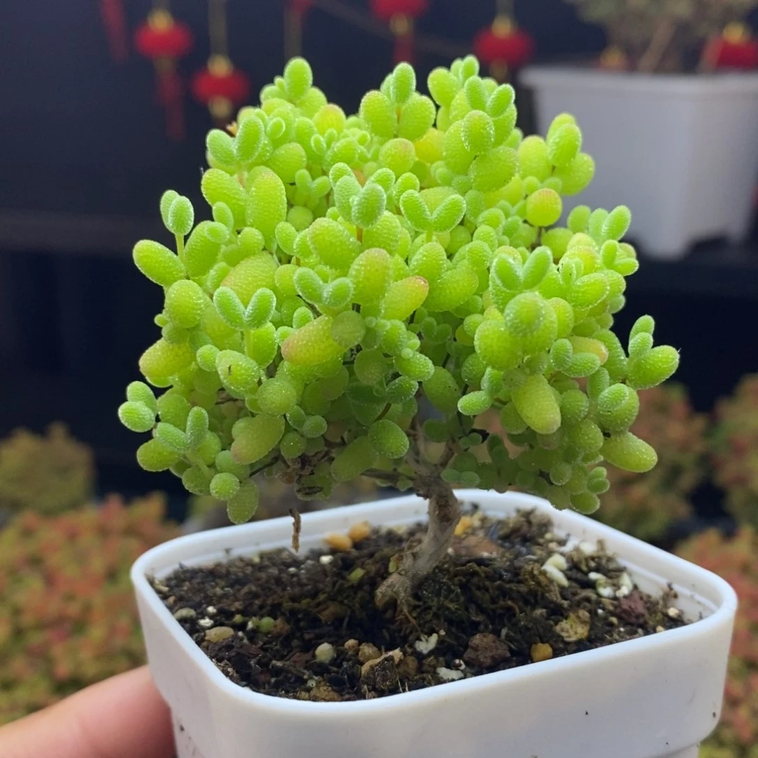 566号金桔糖球枝干