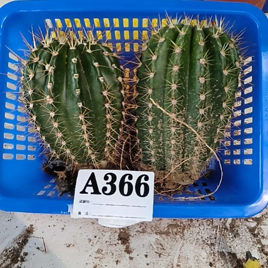 当前无花栽培后可以开花366