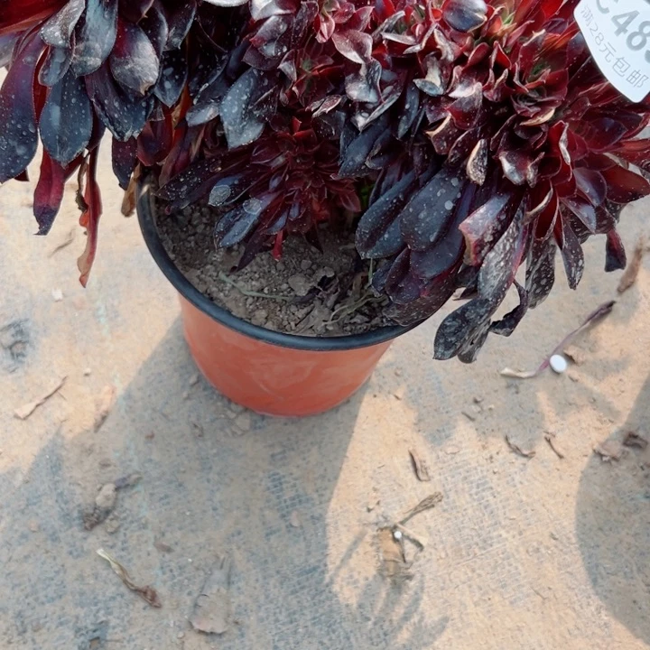 485欧缀多肉一样