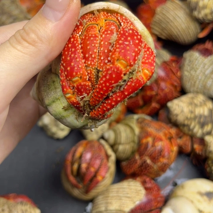 大经理超红斐济（4口）