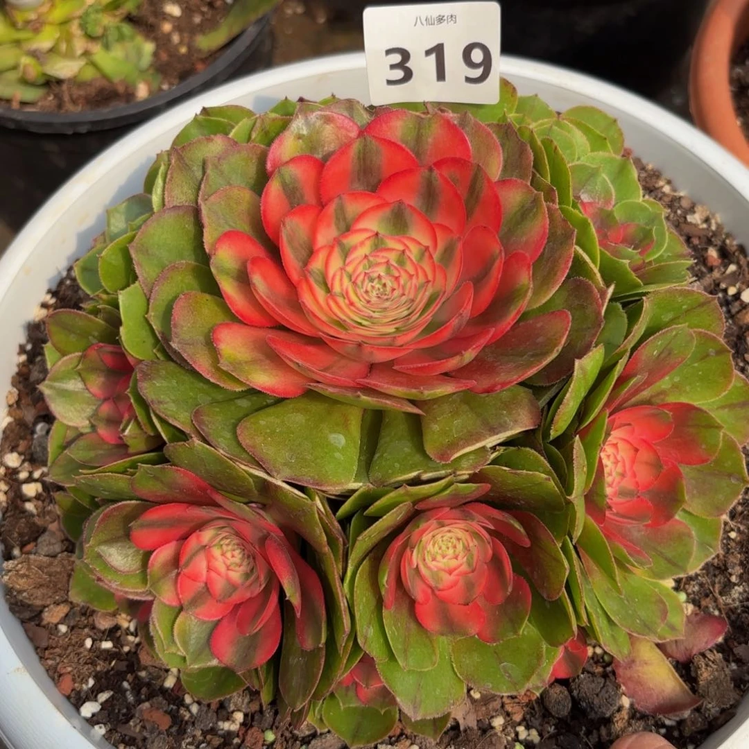 319多肉植物荔枝