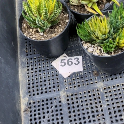 563硬叶锦一物一图如图