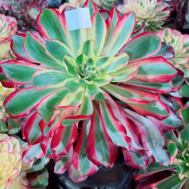 云南红魔女好看10号