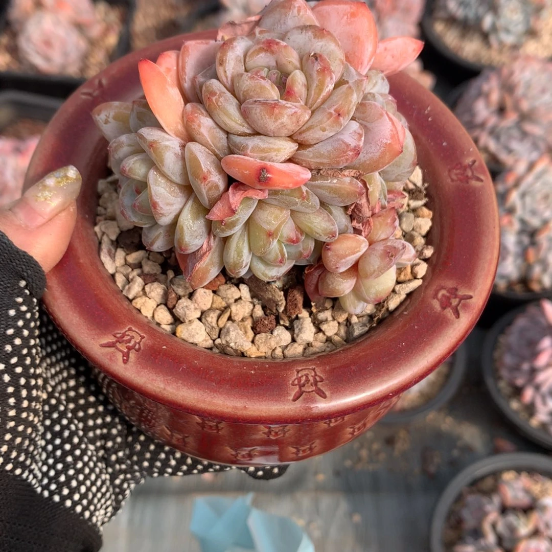 7透石榴籽哈哈哈哈哈哈哈哈！冰玉