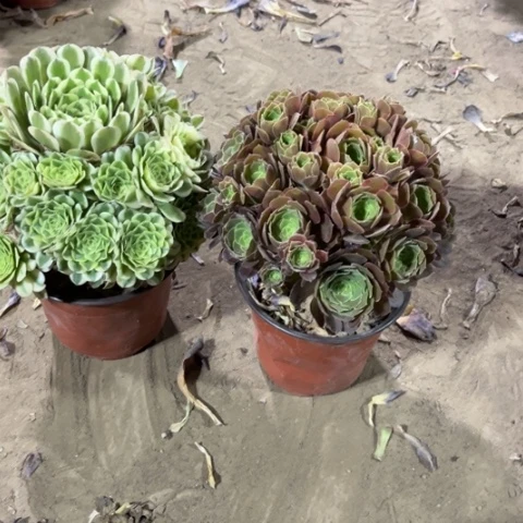 441多肉植物组合，