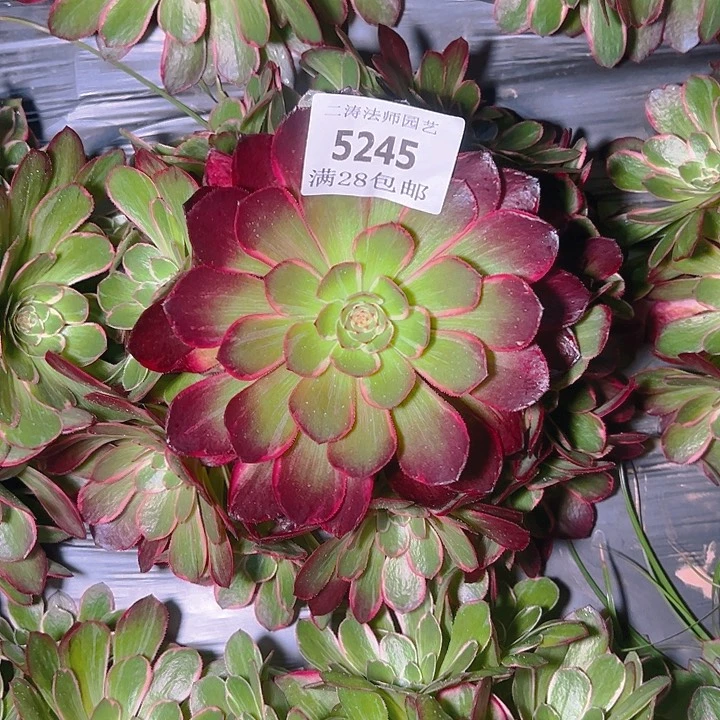 5245莲花座多肉植物2号