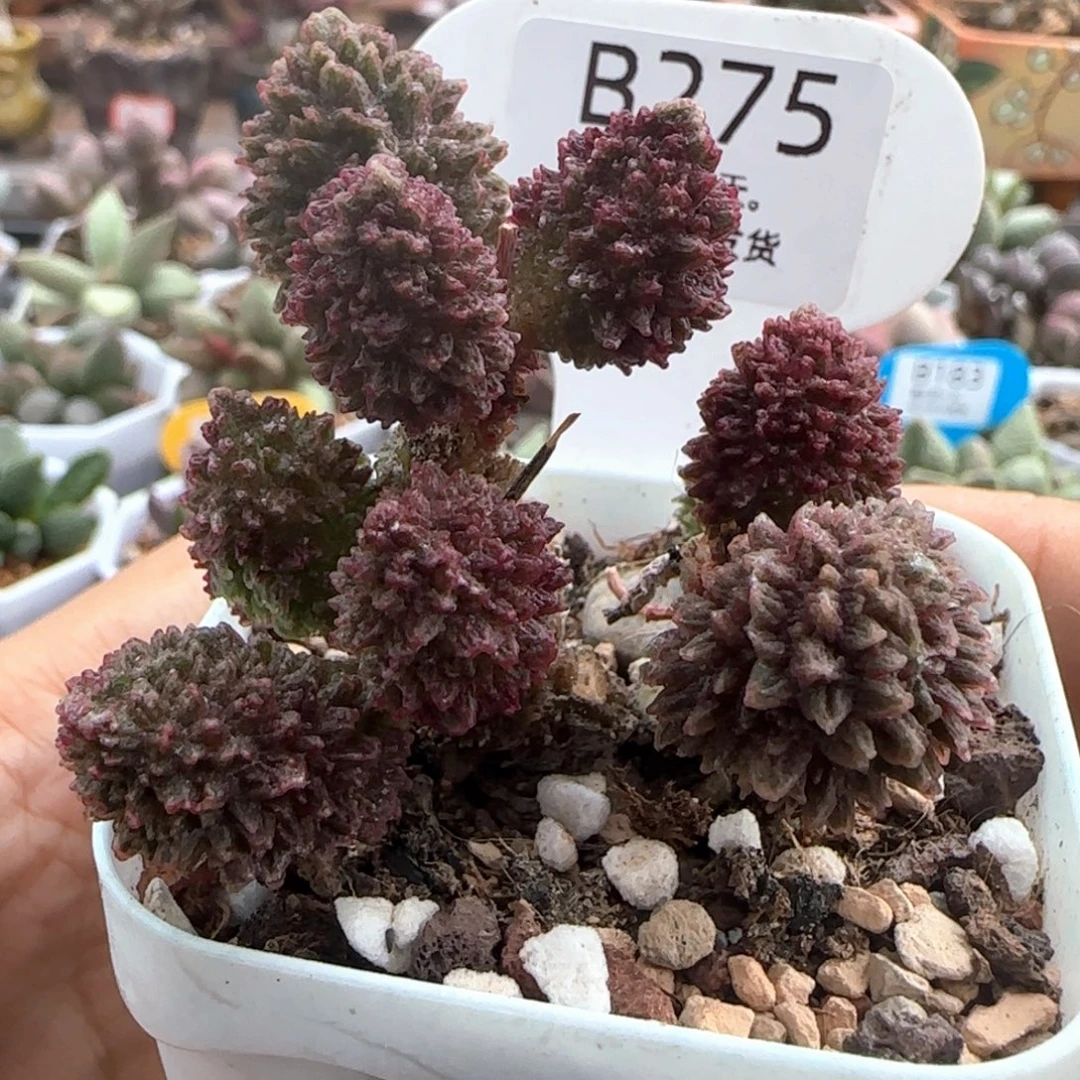 朱紫玉。   275。