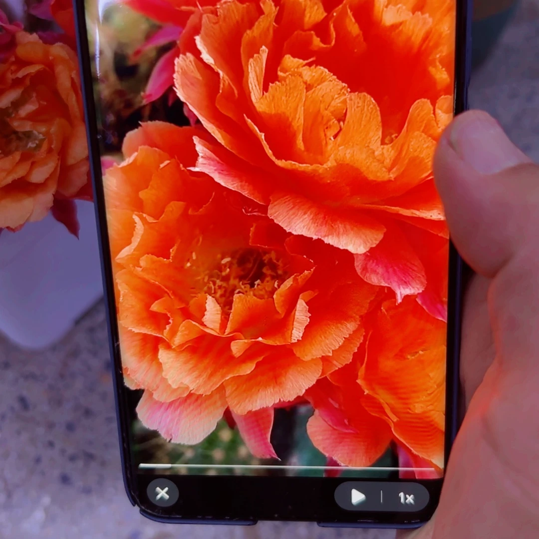 下56彩草奇迹歪无根侧芽4公分左右20包邮