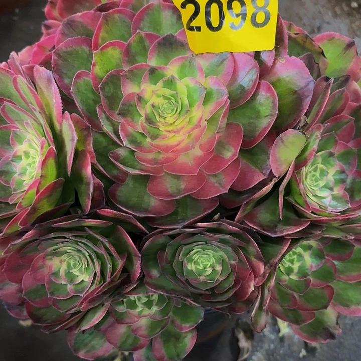 多肉植物福利2098