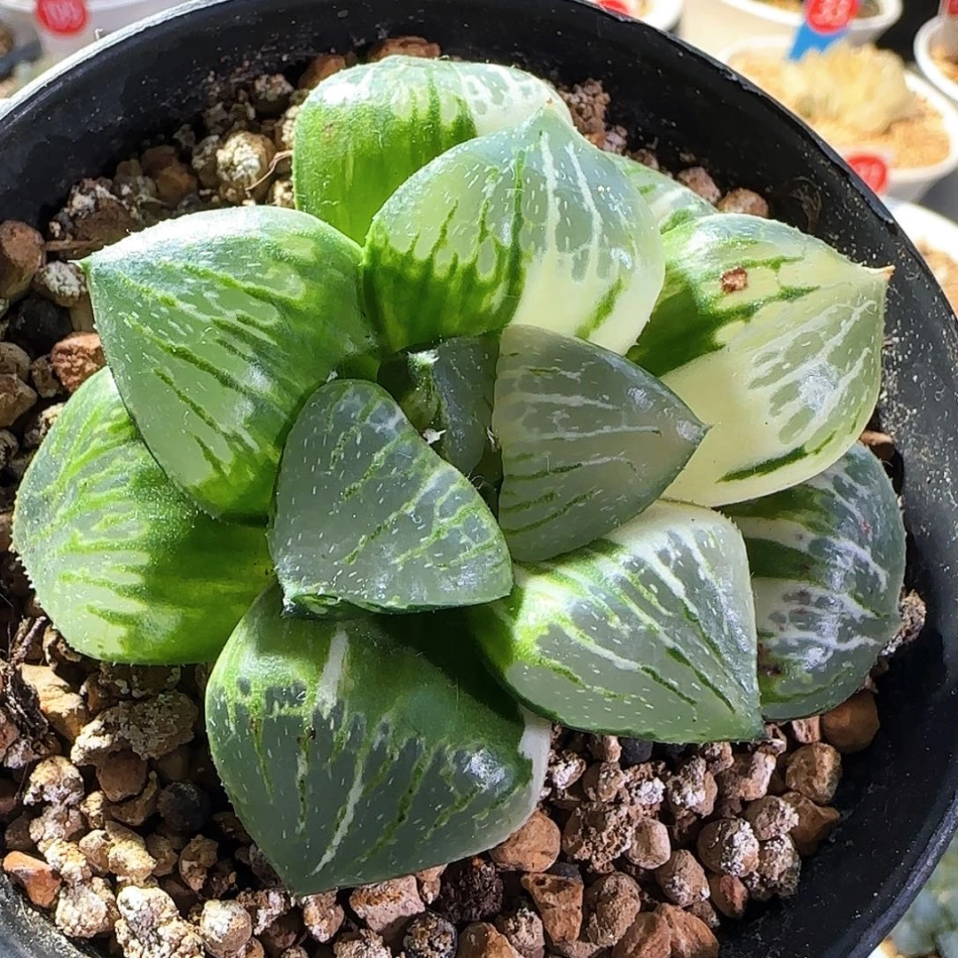 399号日月潭实生锦一物一拍带盆土